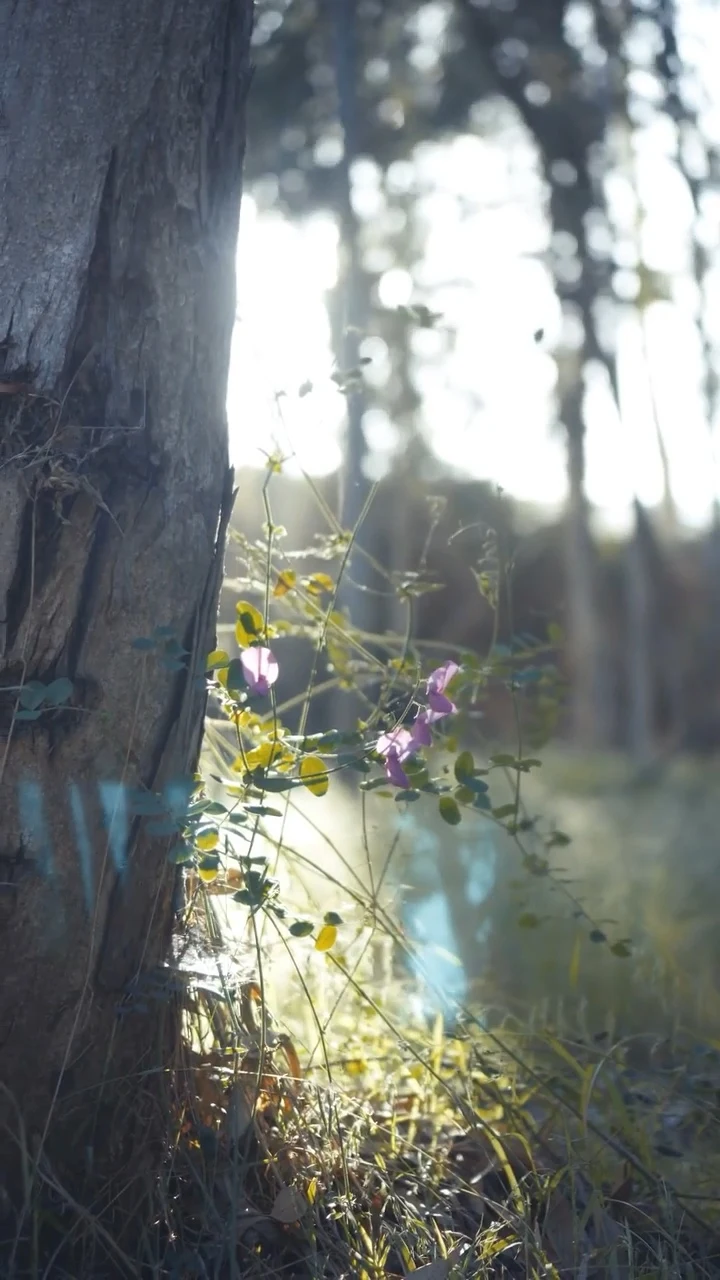Sunlit flowers revealed by a mask transition in the Marshall merch commercial